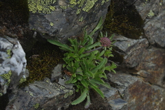 Scabiosa lacerifolia