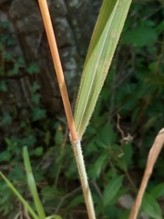 Bromus ramosus