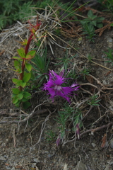 Dianthus pygmaeus