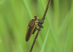Cophinopoda