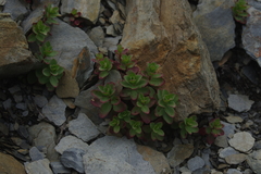 Epilobium nankotaizanense