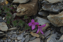 Epilobium nankotaizanense