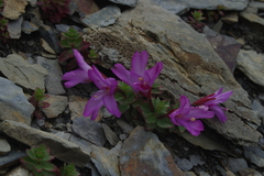 Epilobium nankotaizanense