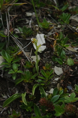 Platanthera brevicalcarata