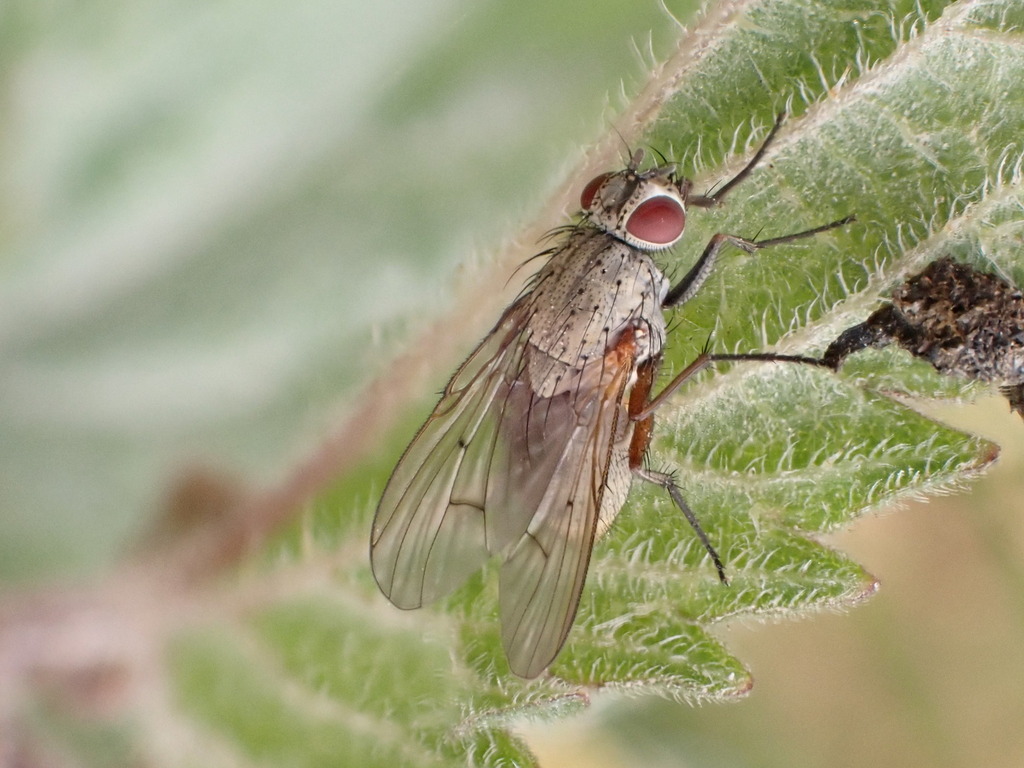 Helina confinis