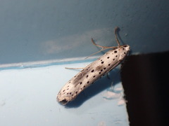 Yponomeuta irrorellus