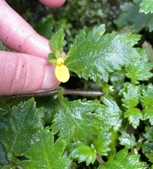 Calceolaria tripartita