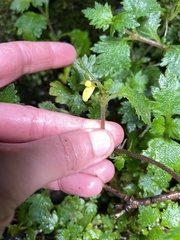 Calceolaria tripartita