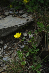 Ranunculus formosa-montanus