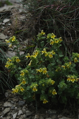 Euphrasia nankotaizanensis