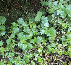 Calceolaria tripartita