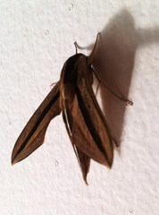 Theretra silhetensis