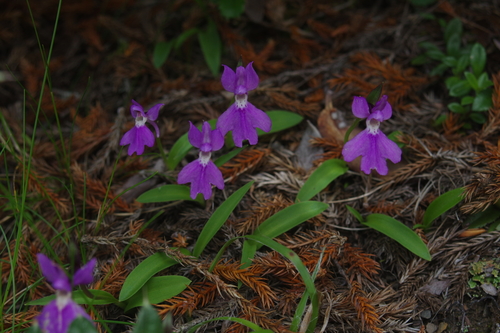 Image of Hemipilia kiraishiensis by (c) Cheng-Te Hsu, some rights reserved (CC BY)