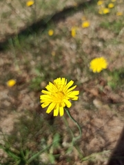 Hypochaeridinae