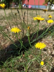 Hypochaeridinae