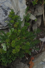 Chaerophyllum nanhuense