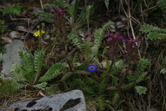 Pedicularis refracta transmorrisonensis