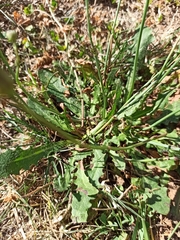 Hypochaeridinae