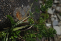 Chaerophyllum nanhuense