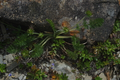 Chaerophyllum nanhuense