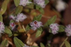 Gomphrena cunninghamii