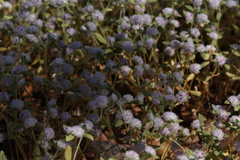Gomphrena cunninghamii