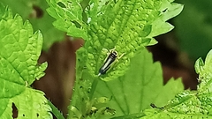 Evacanthus interruptus