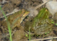 Pelophylax perezi