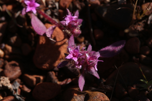 Trianthema pilosum (Trianthema pilosum)