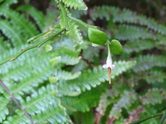 Vaccinium japonicum