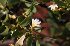 Scaevola spinescens