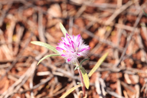 Image of Gomphrena Affinis (Gomphrena affinis) by (c) Hugo Innes, some rights reserved (CC BY)