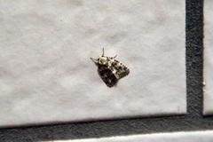 Bryophila domestica