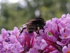 Bombus humilis