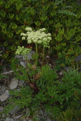 Angelica morrisonicola