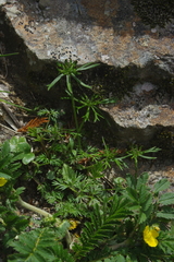 Chaerophyllum involucratum