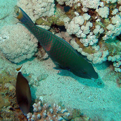 Scarus fuscopurpureus