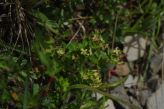 Galium nankotaizanum