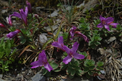 Epilobium nankotaizanense