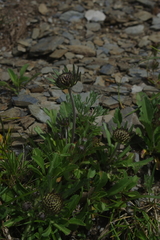 Scabiosa lacerifolia