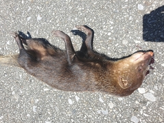 Urva brachyura