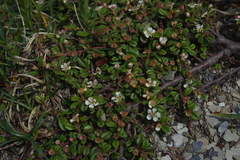 Cotoneaster morrisonensis
