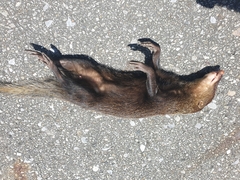 Urva brachyura