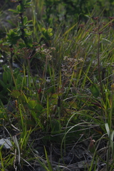 Pimpinella niitakayamensis