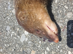 Urva brachyura