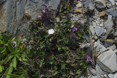 Clinopodium laxiflorum