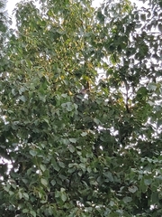 Dendrocitta formosae