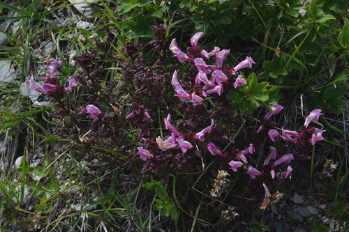 Pedicularis ikomai