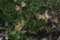 Astragalus nankotaizanensis