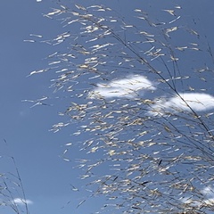 Aristida meridionalis